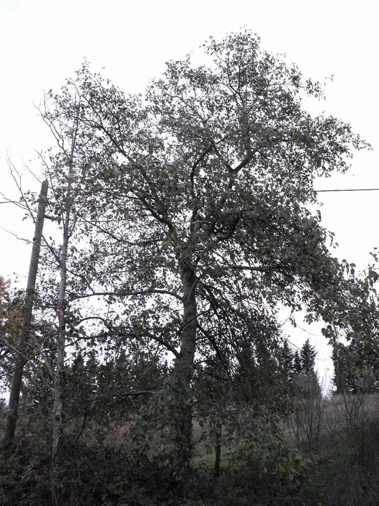 Alnus cordata